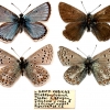 polyommatus eros n ossetia